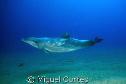 Dolphin. by Miguel Cortés 